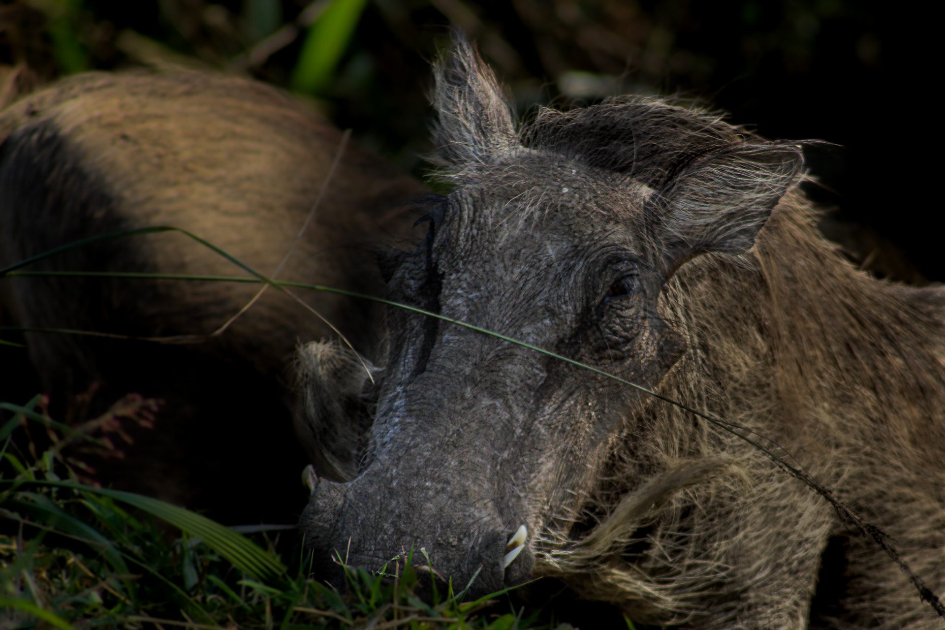 Warthog - Umfolozi Game Reserve