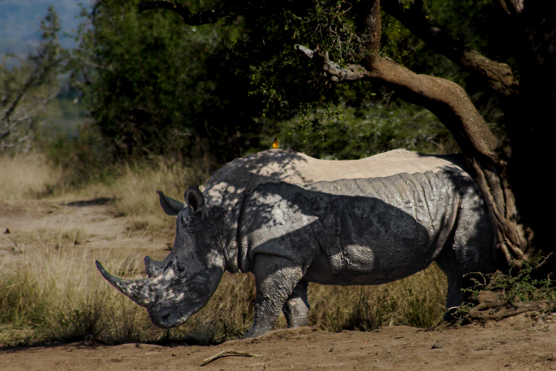 Rhino - Umfolozi Game Reserve