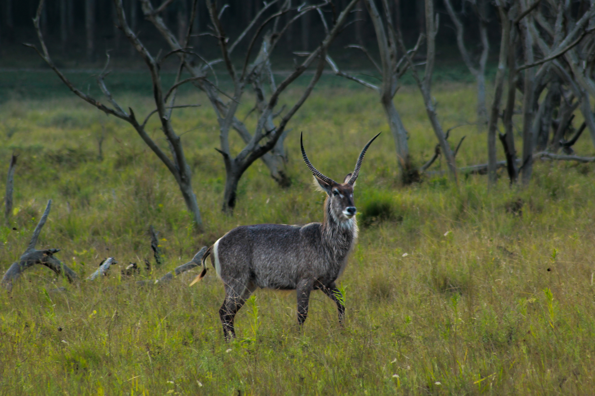 Common waterbuck - Cape Vidal