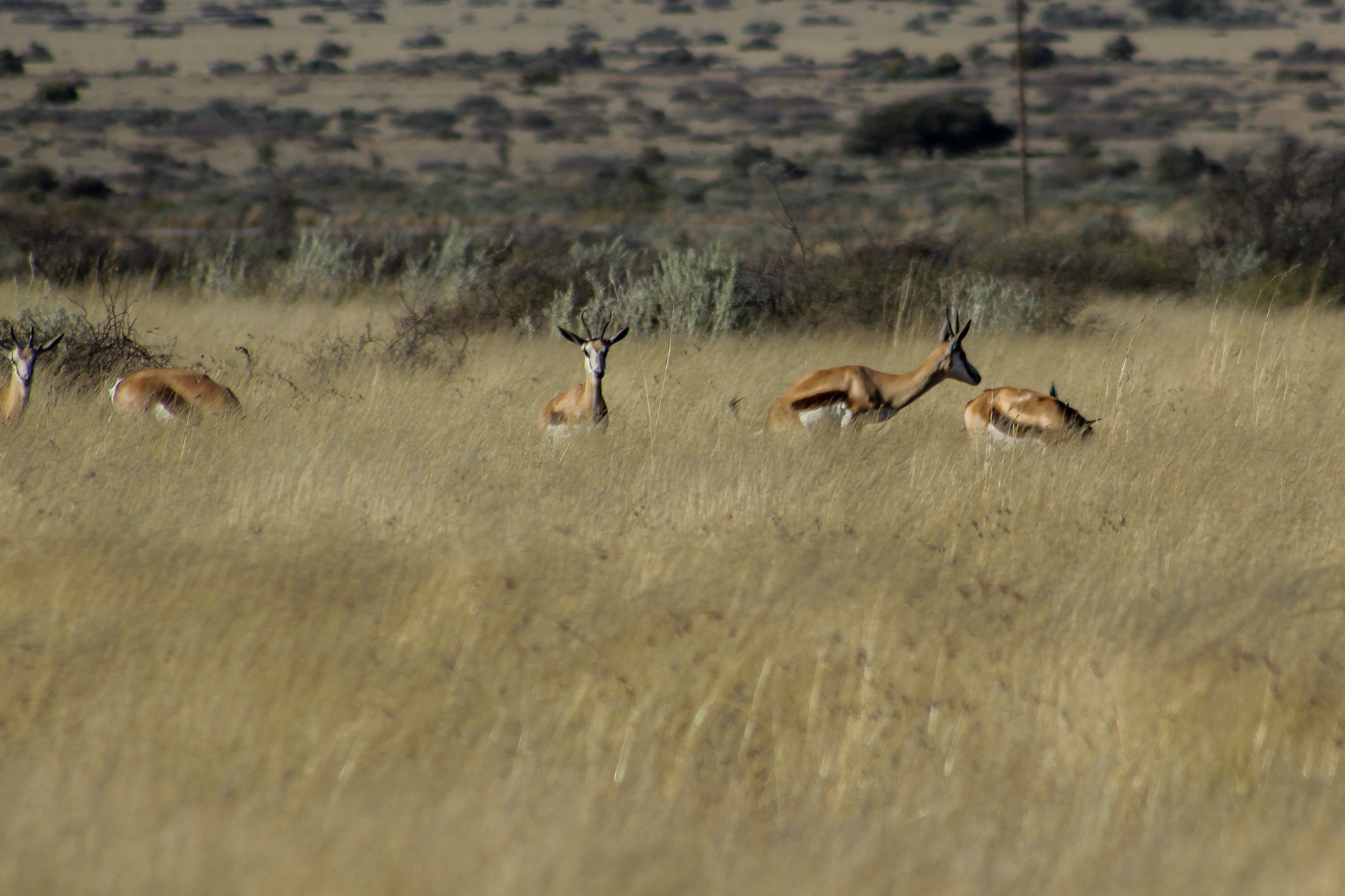 Spingboks - Kuruman (Northern Cape)
