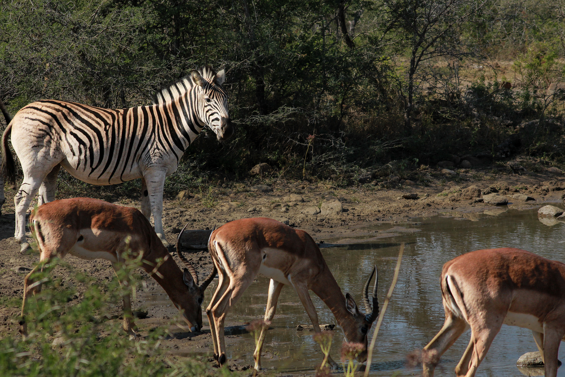 Zebra; Impalas (male) - Umfolozi Game Reserve