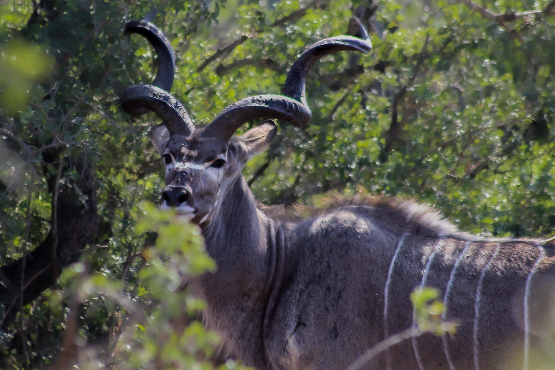 Kudu (male) - Umfolozi Game Reserve