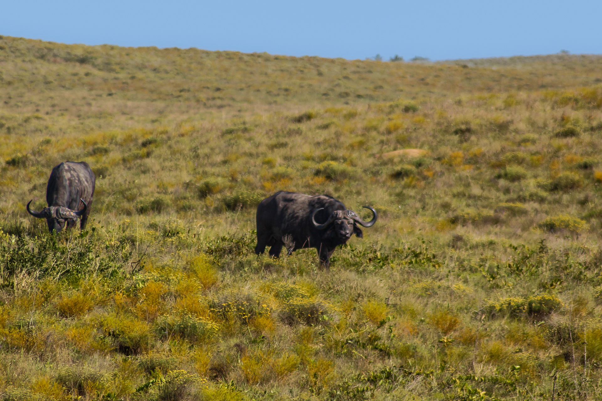 Buffalos - Cape Vidal