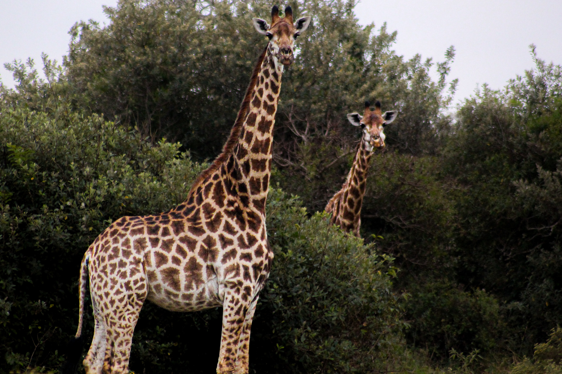 Giraffes - Cape Vidal