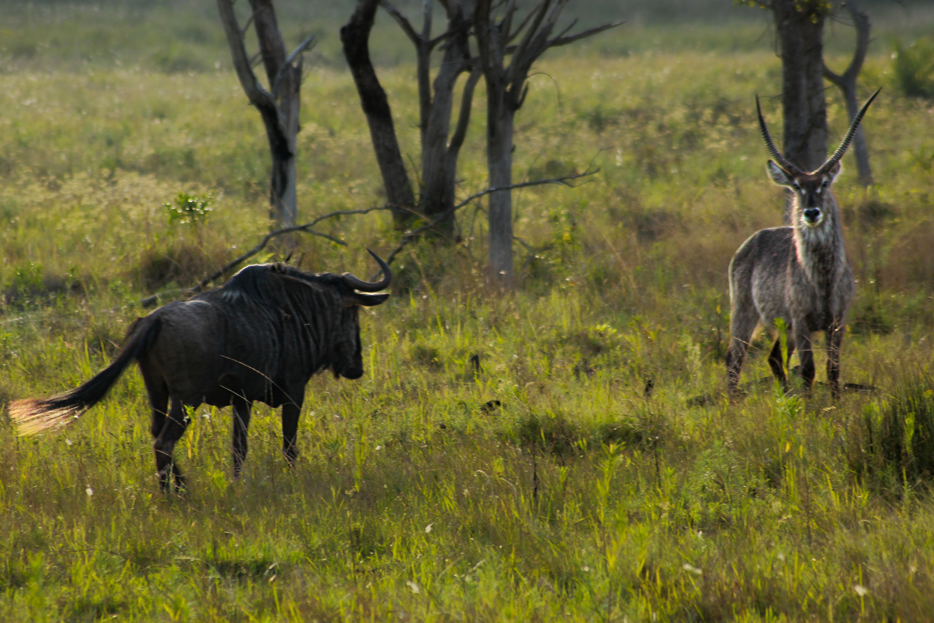 Common wildebeest; common waterbuck - Cape Vidal