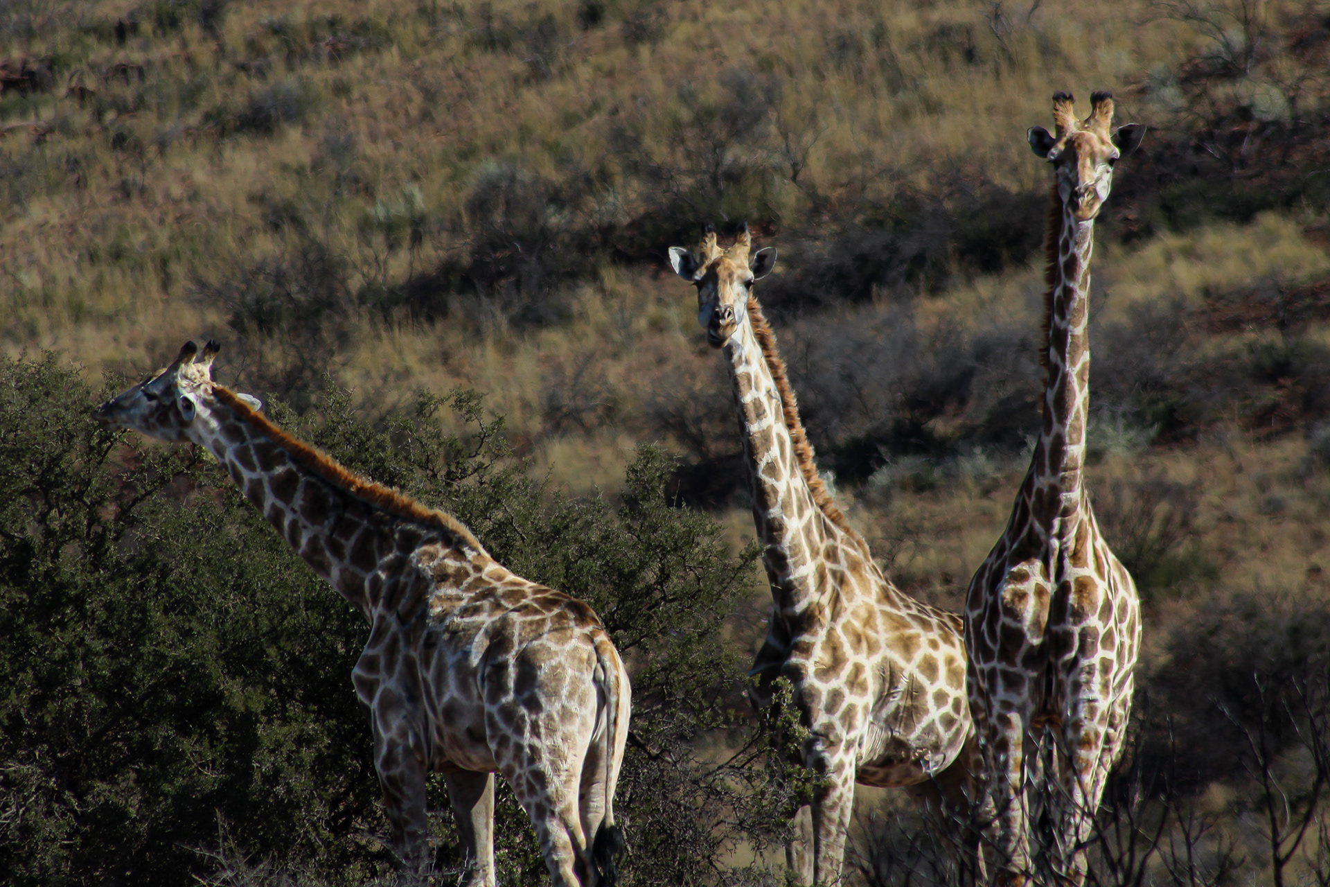 Giraffes - Kuruman (Northern Cape)