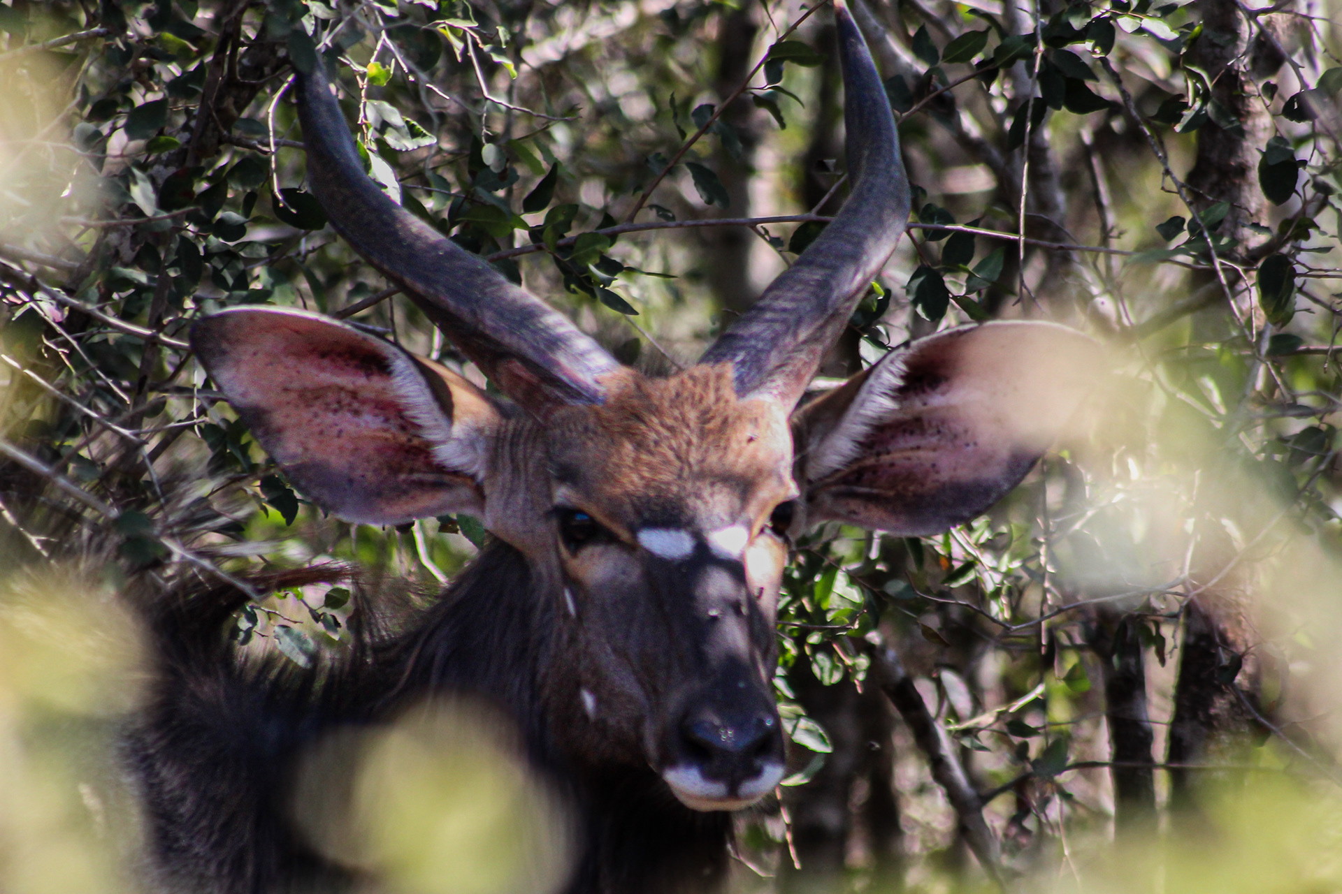 Nyala (male) - Umfolozi Game Reserve