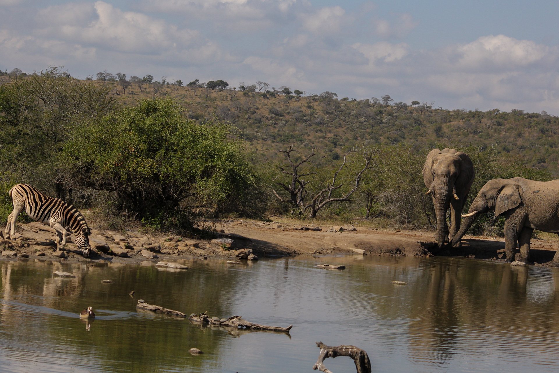 Elephants; Zebra - Umfolozi Game Reserve