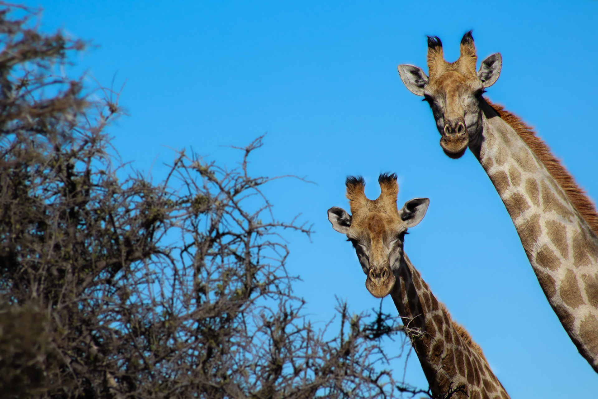 Giraffes - Kuruman (Northern Cape)