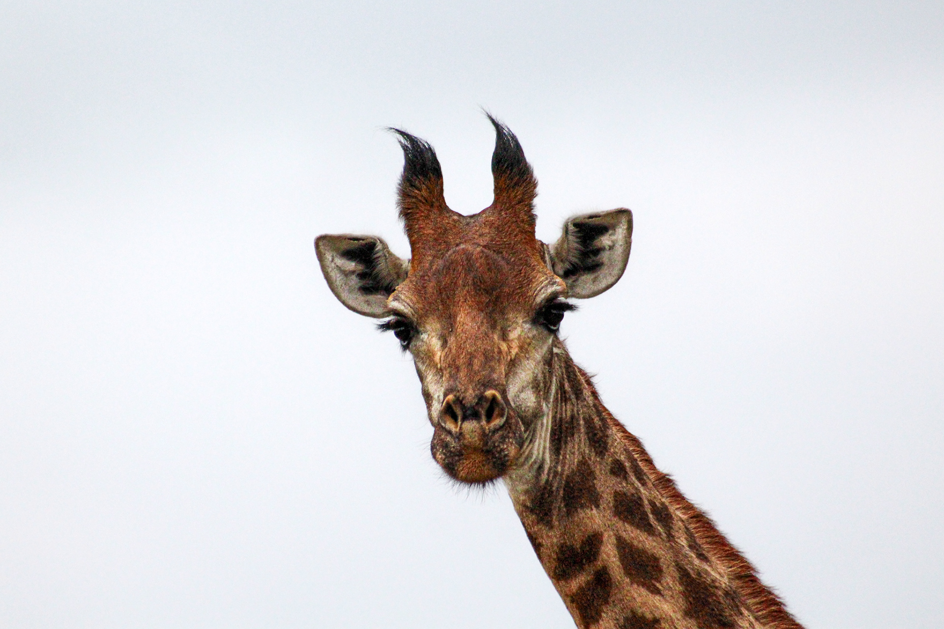 Giraffe - Cape Vidal