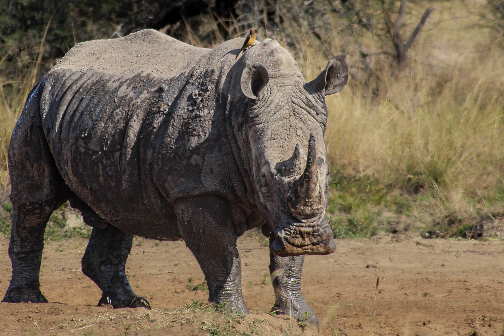 Rhino - Umfolozi Game Reserve