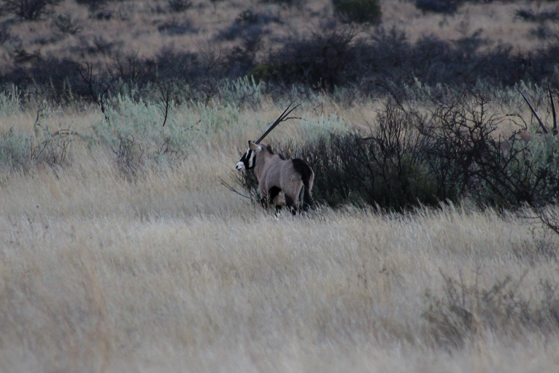 Gemsbok / South African Oryx - Kuruman (Northern Cape)