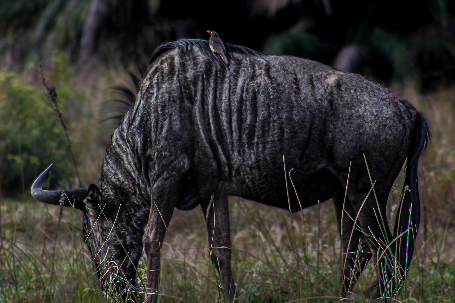 Common wildebeest - Cape Vidal