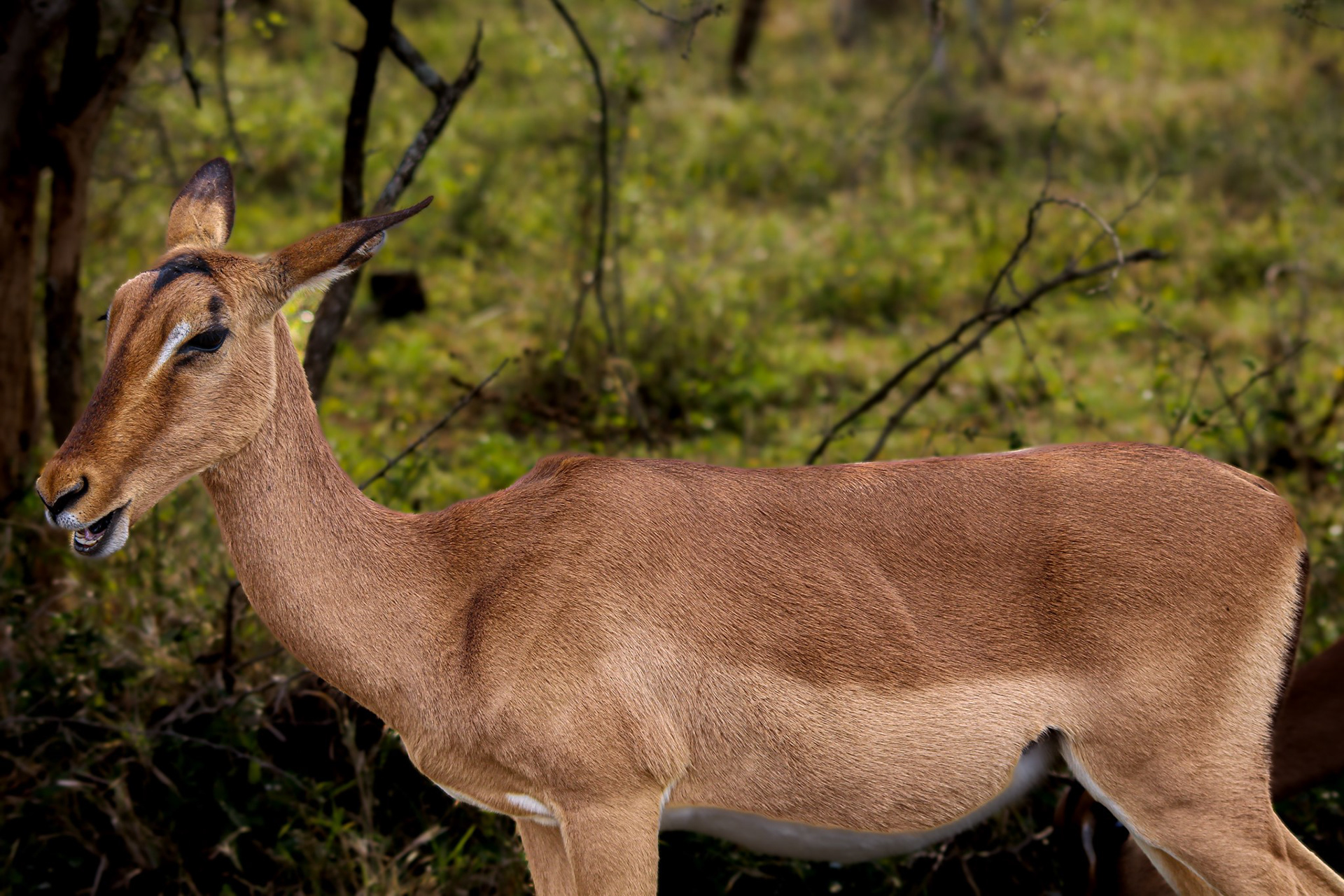 Impala (female) - Umfolozi Game Reserve