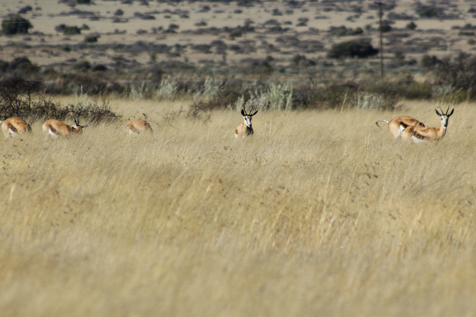 Spingboks - Kuruman (Northern Cape)