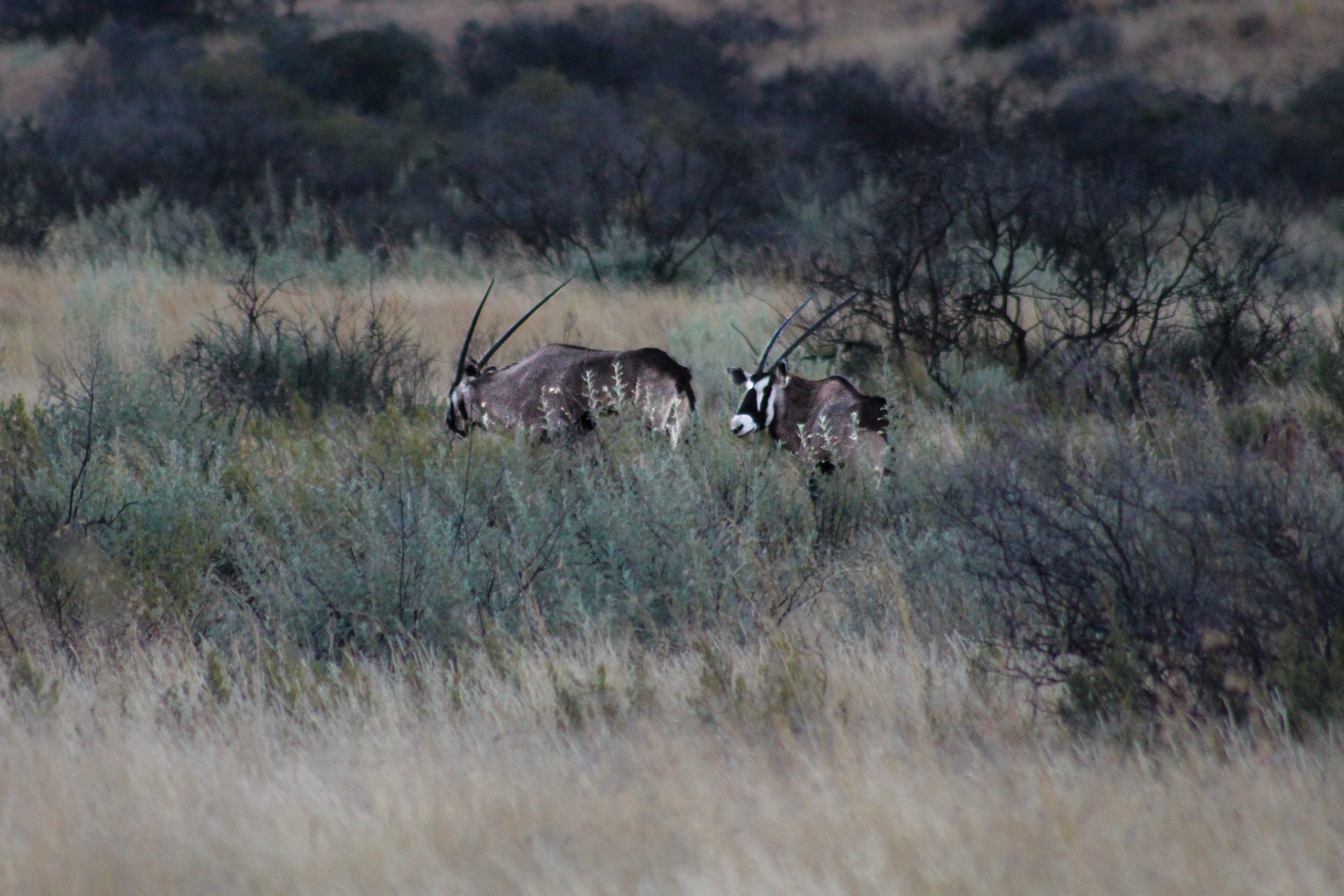 Gemsbok / South African Oryx - Kuruman (Northern Cape)