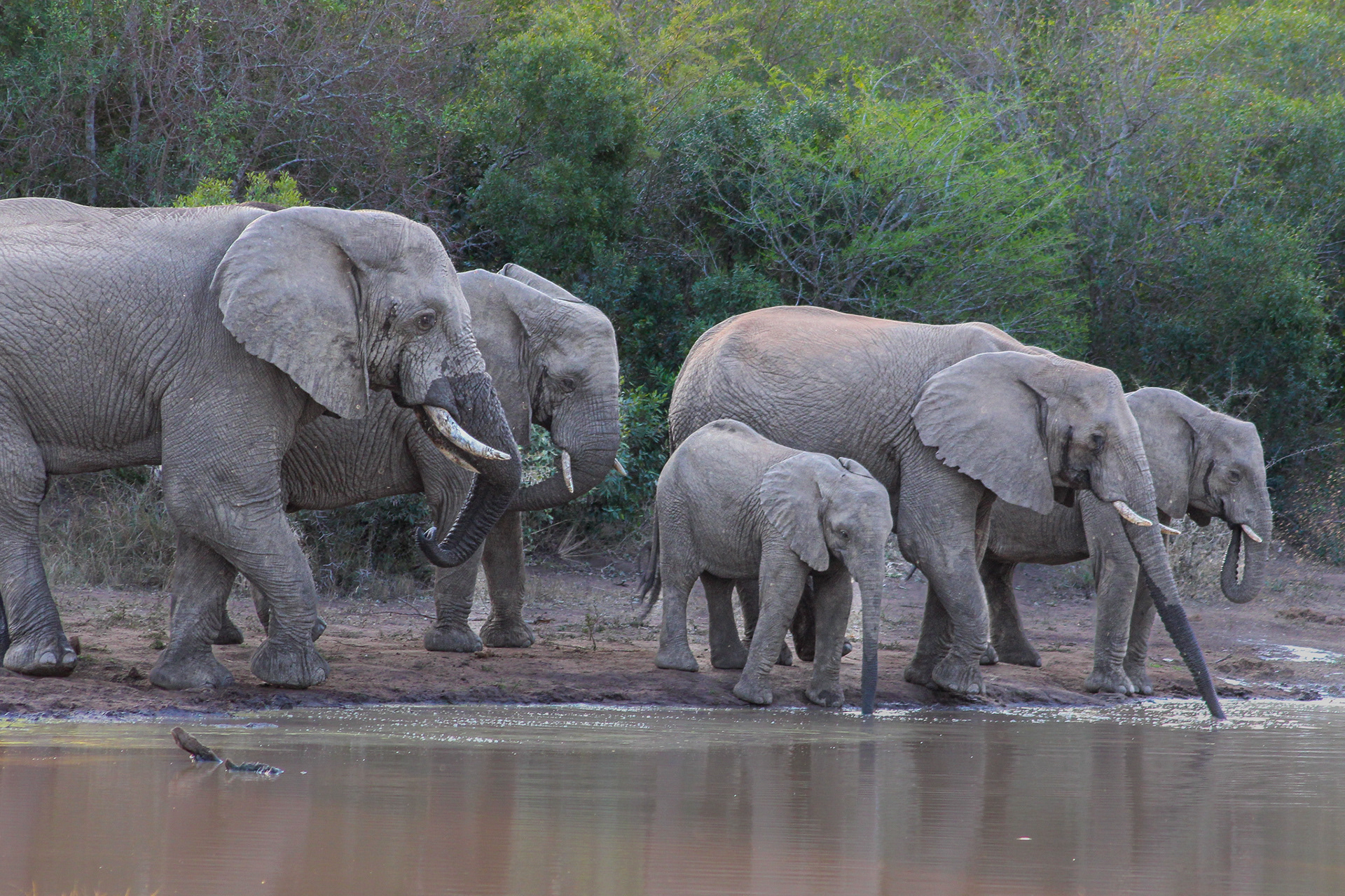 Elephants - Umfolozi Game Reserve
