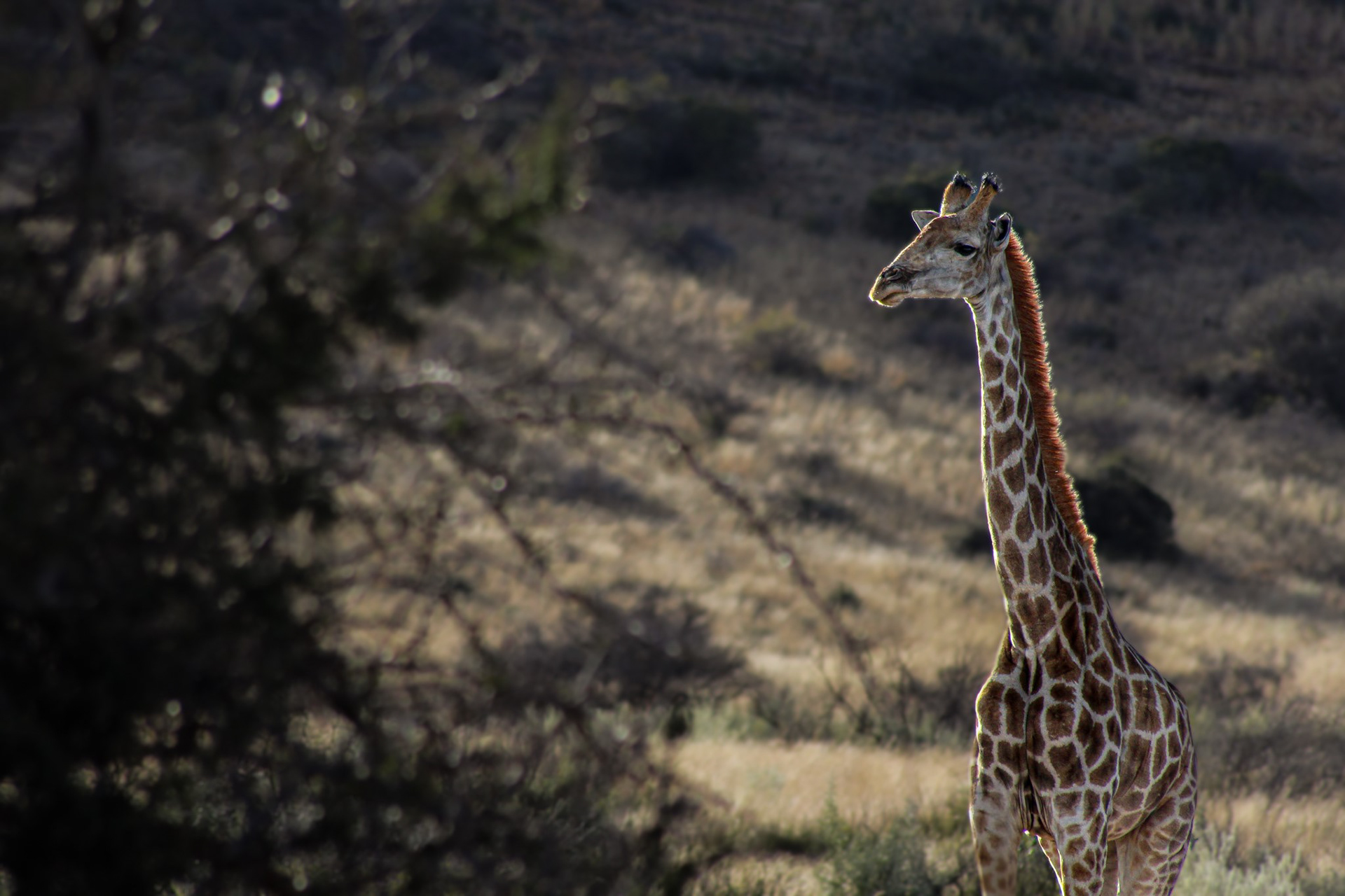 Giraffe - Kuruman (Northern Cape)