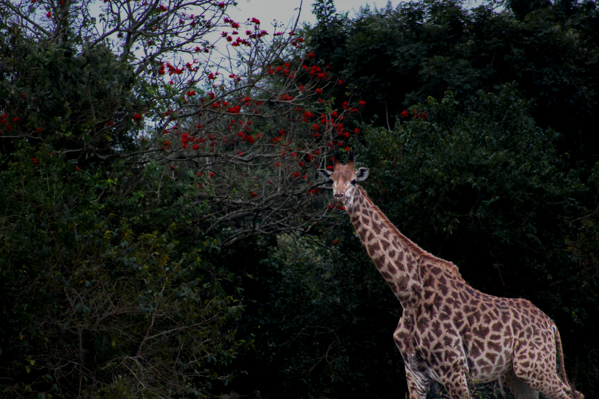 Giraffe - Cape Vidal