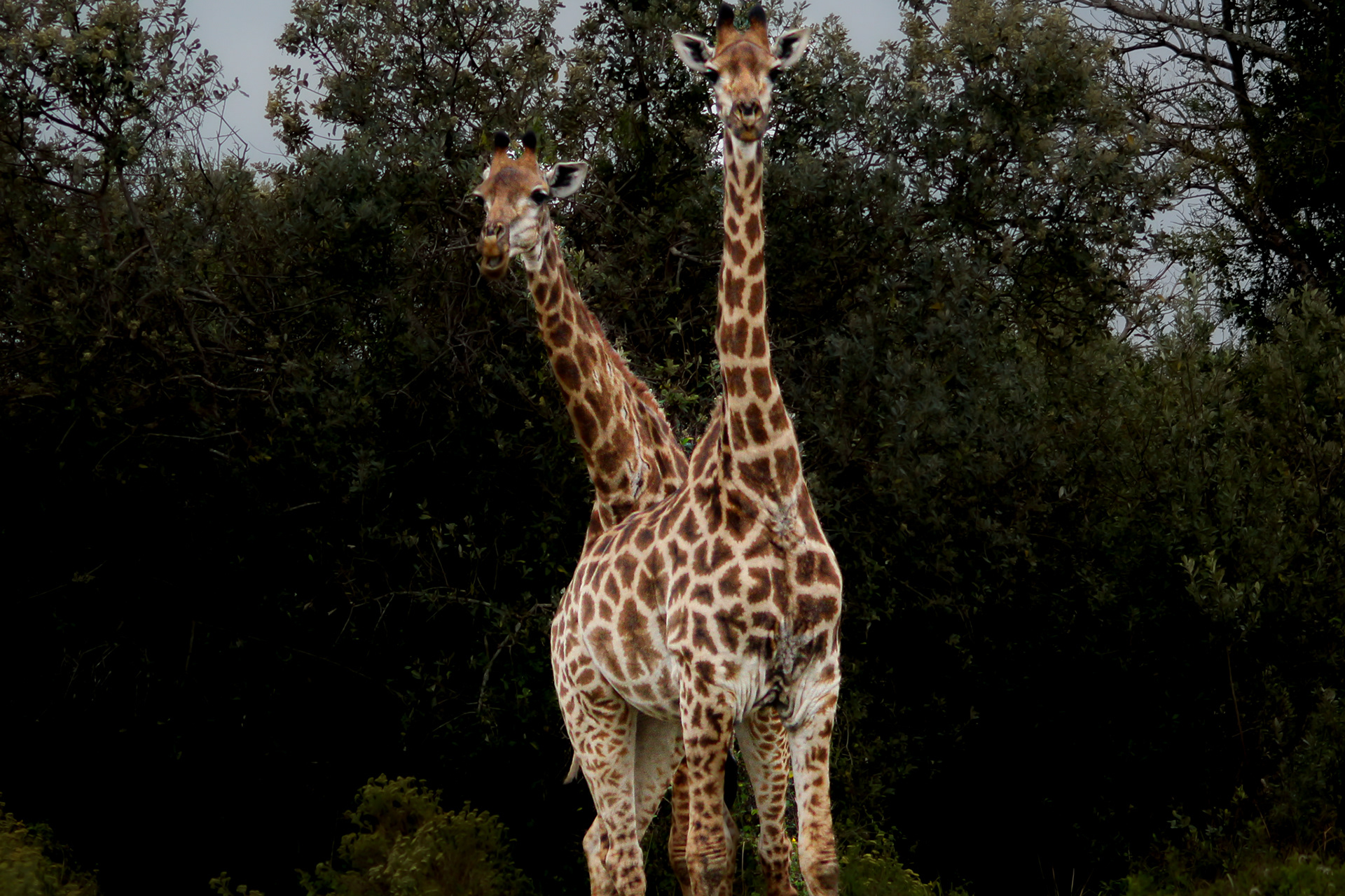 Giraffes - Cape Vidal