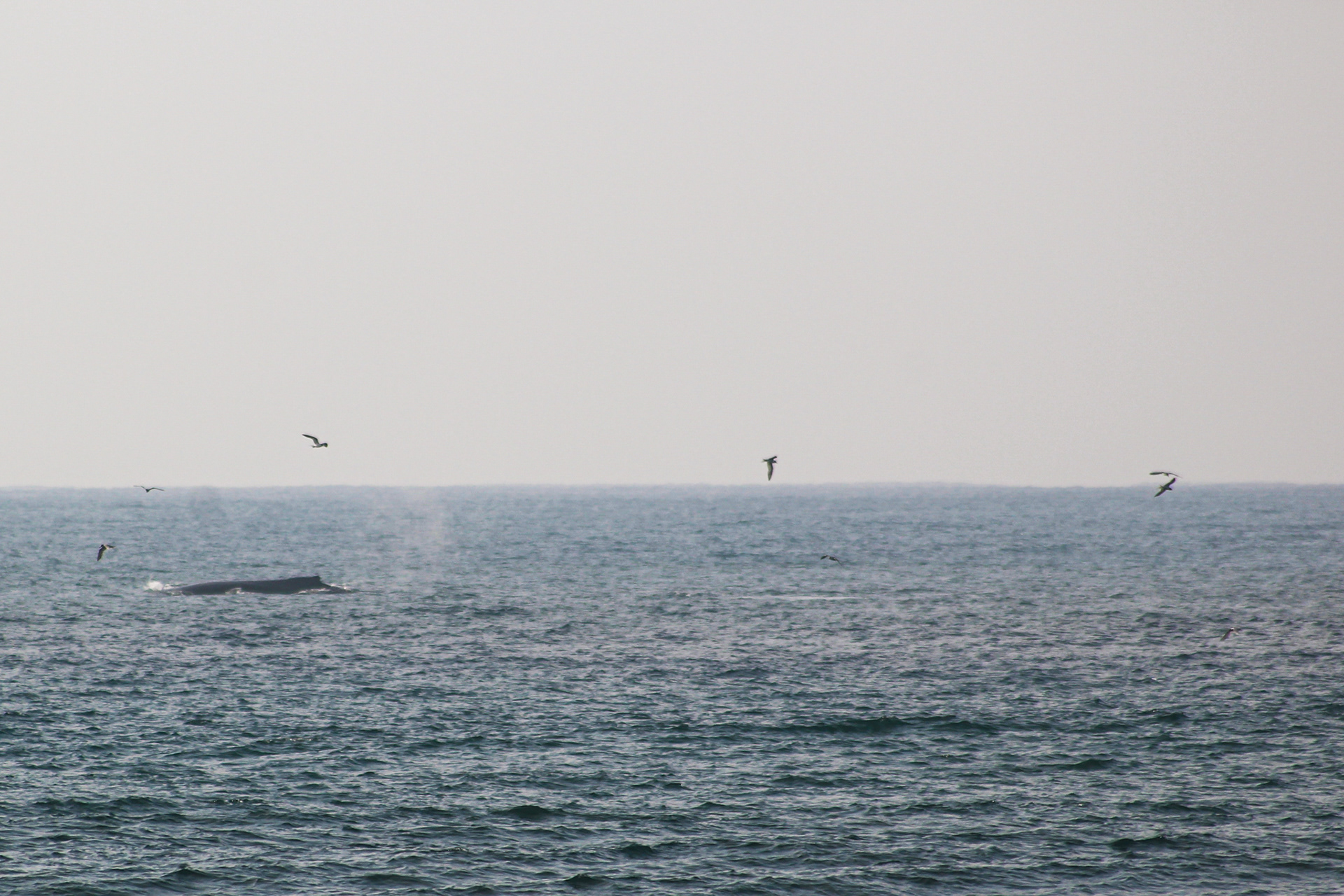 Whale - Cape Vidal