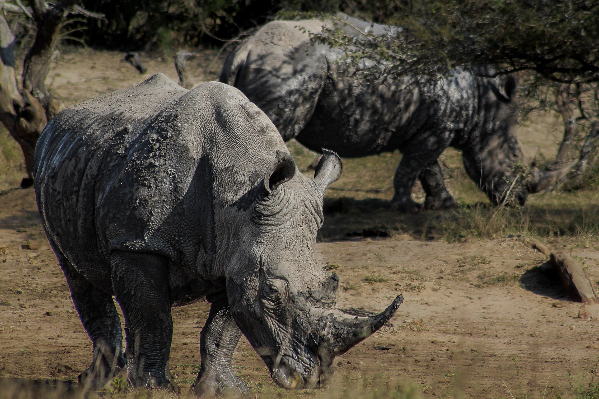 Rhino - Umfolozi Game Reserve