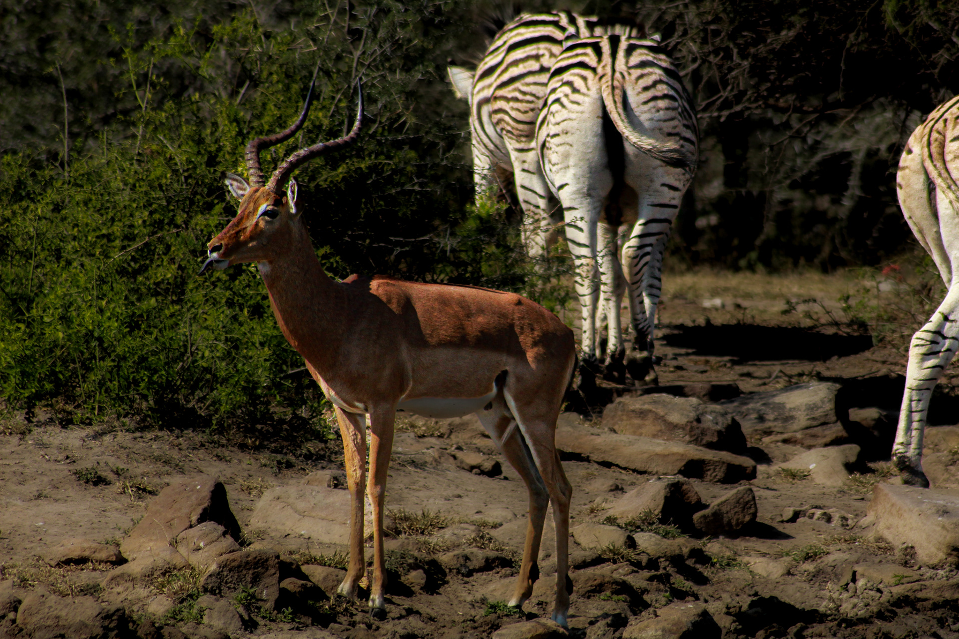 Impala (male) - Umfolozi Game Reserve