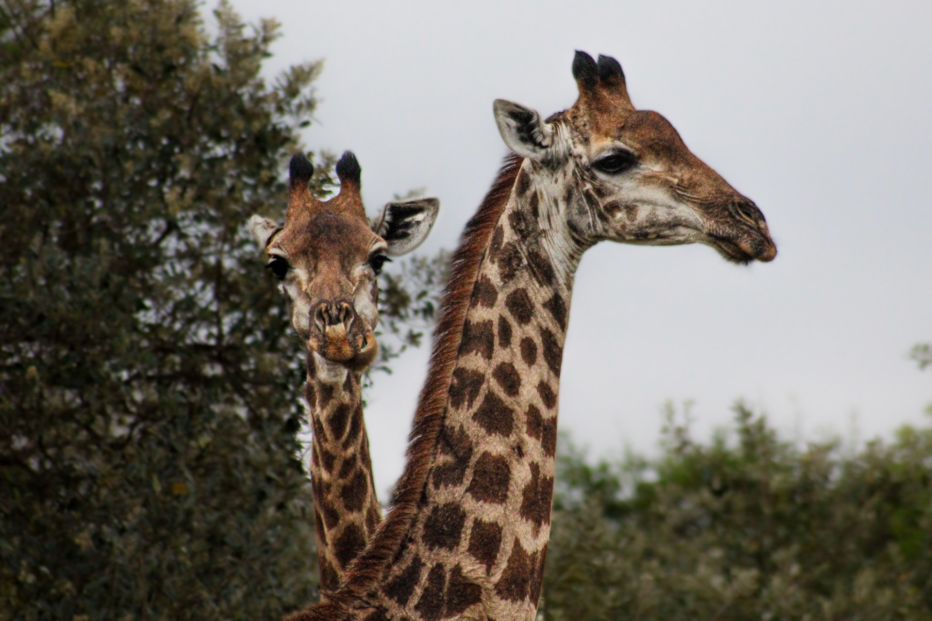 Giraffes - Cape Vidal