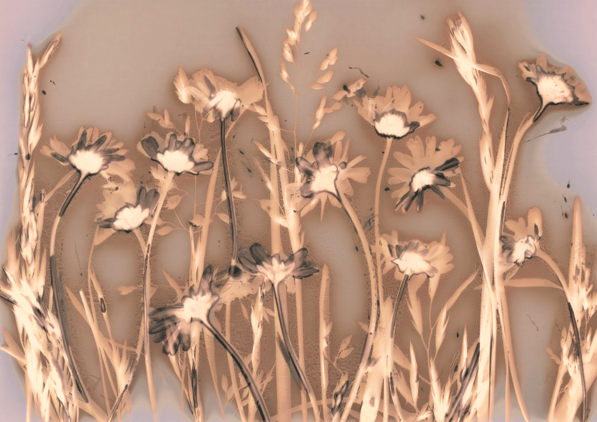 Lovely Daisies