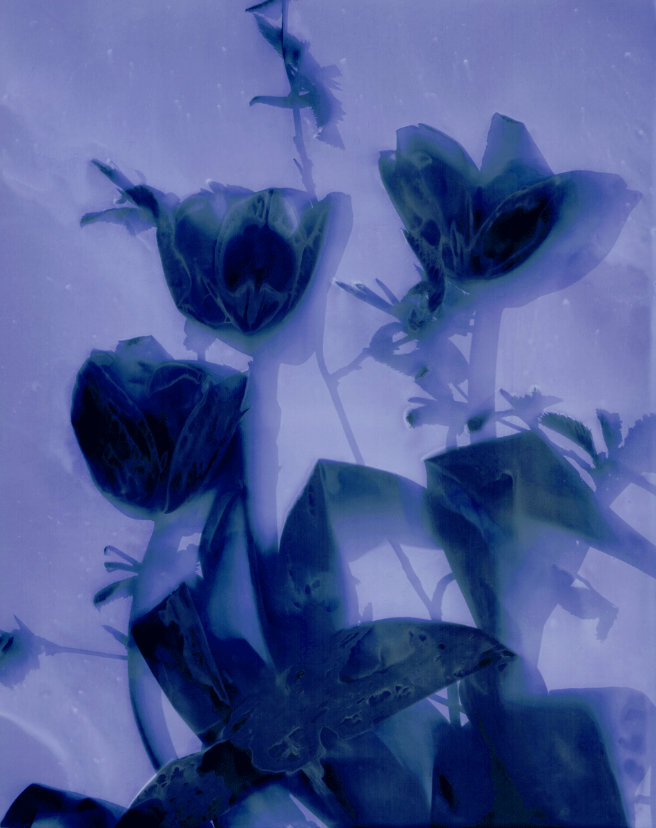 Tulpen in Lila