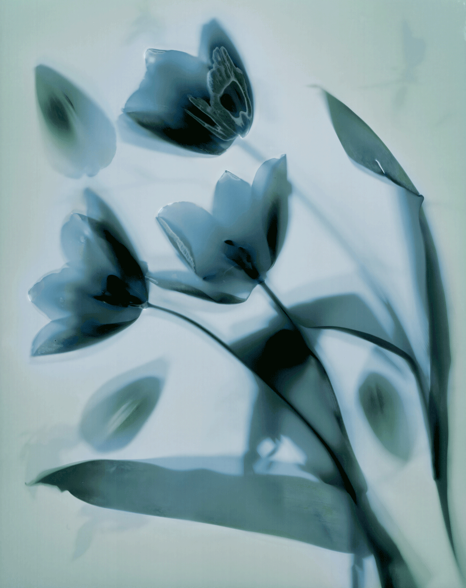 Tulpen in Türkis
