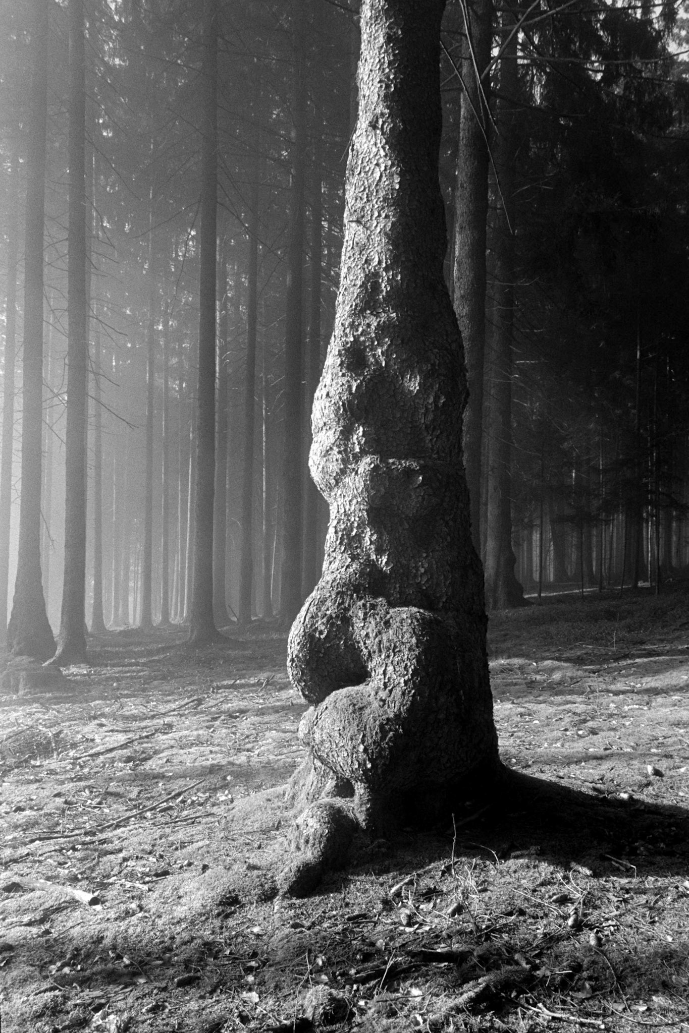 Negative Lab Pro v3.1.1 | Color Model: B+W | Pre-Sat: 3 | Tone Profile: Linear + Gamma | WB: None | LUT: Frontier
