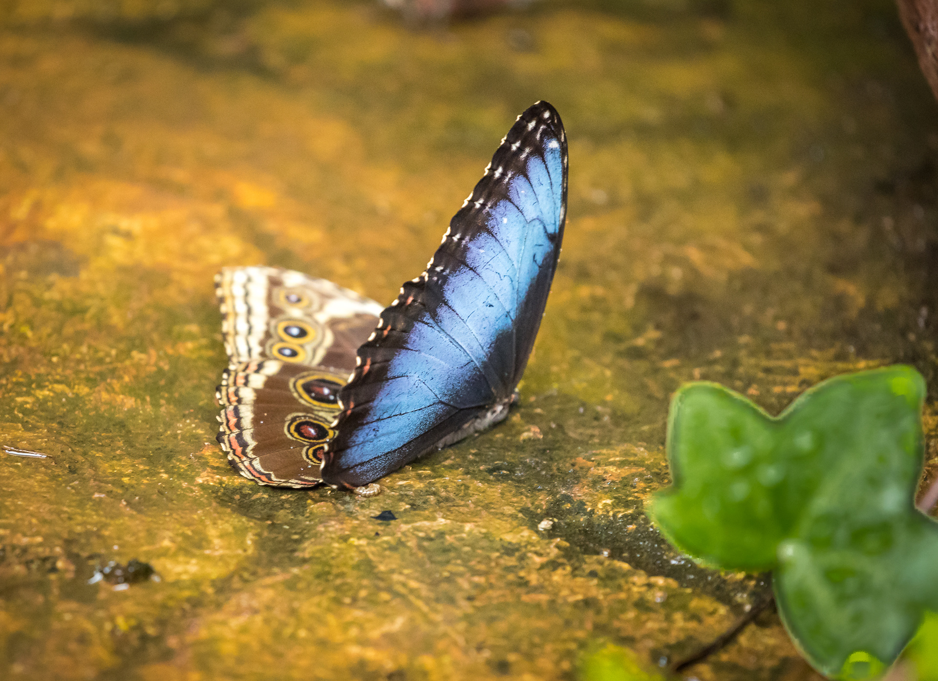 Menelo Blue Morpho Butterfly