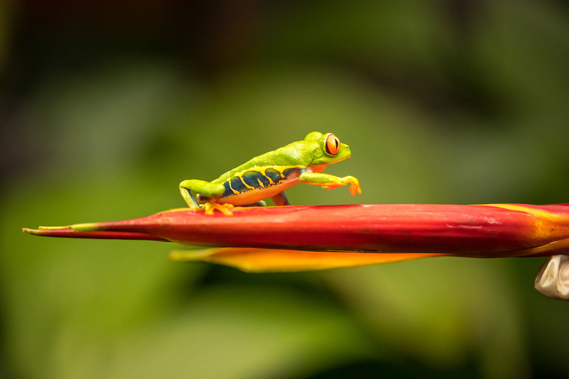 Red Eyed Green Tree Frog