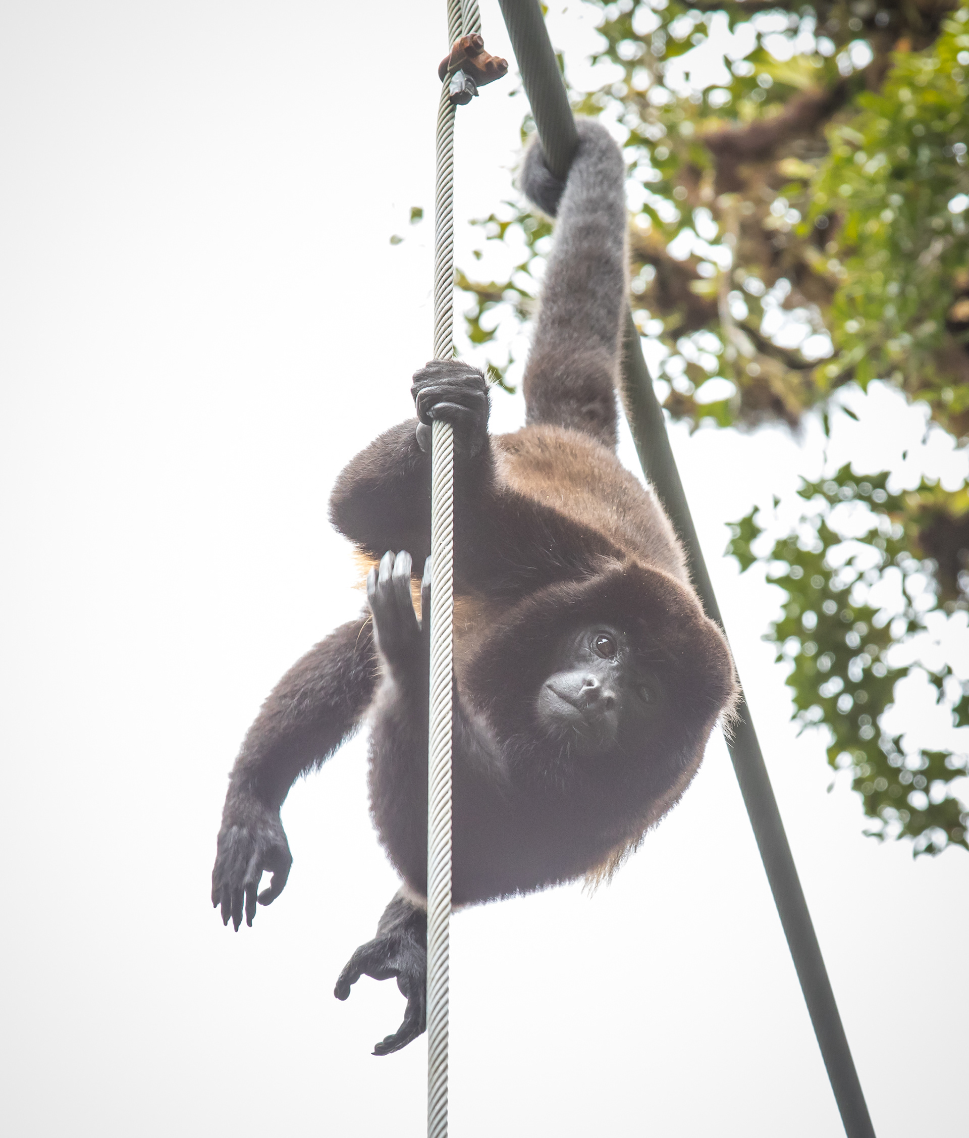 Howler Monkey