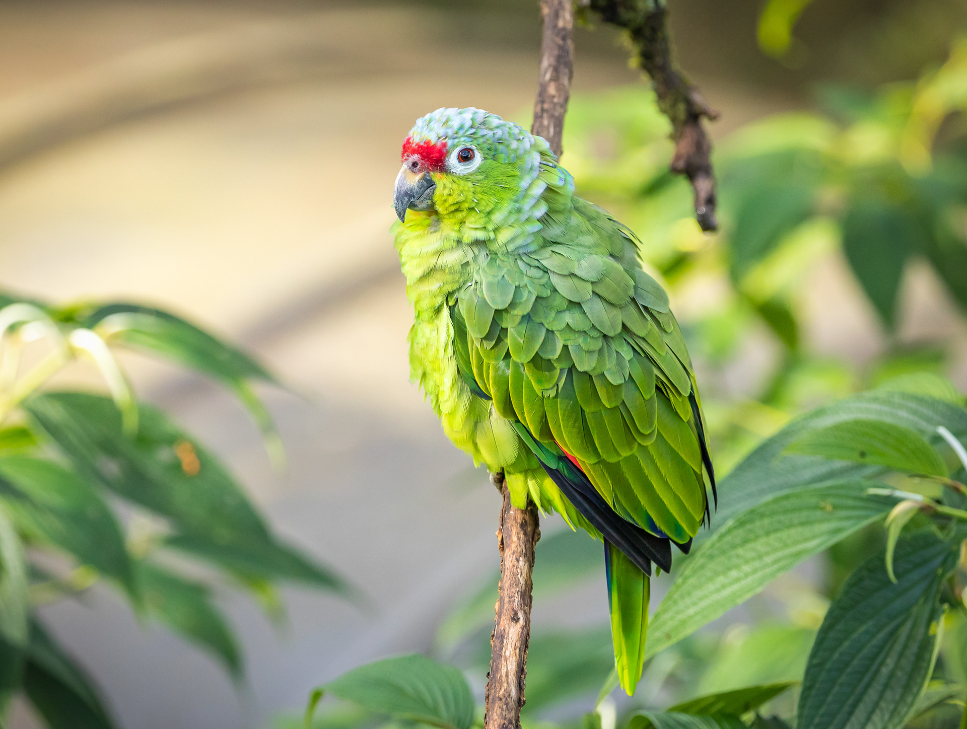 Red lored Parrot