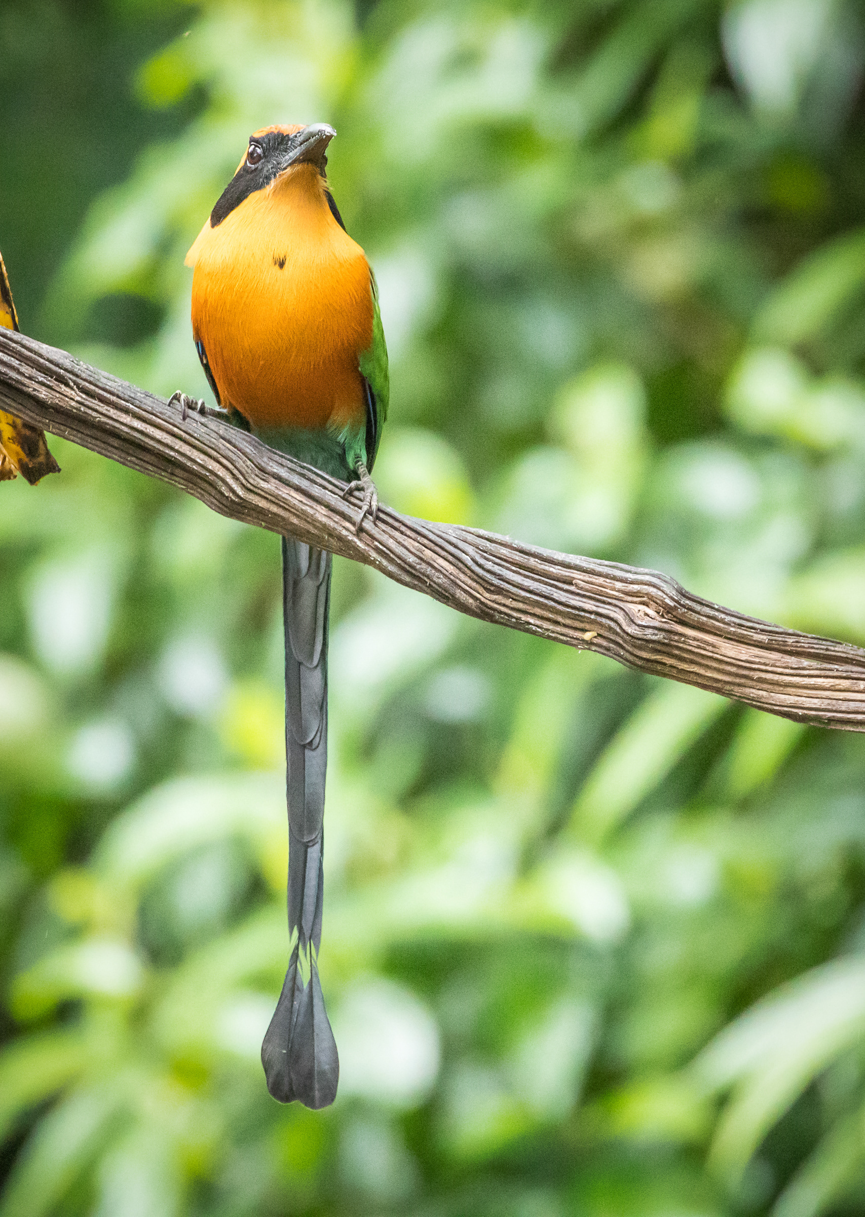 Rufos Motmot