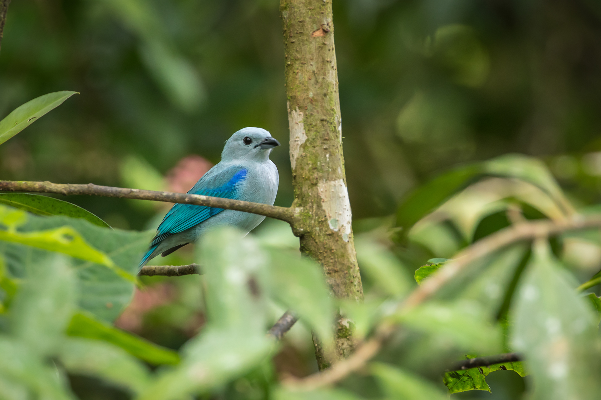 Blue Gray Tanager