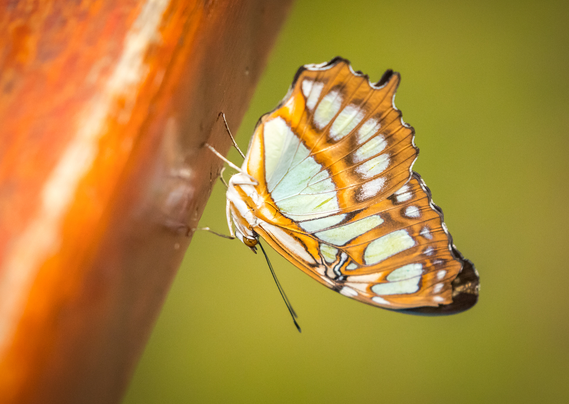 Malachite Butterfly