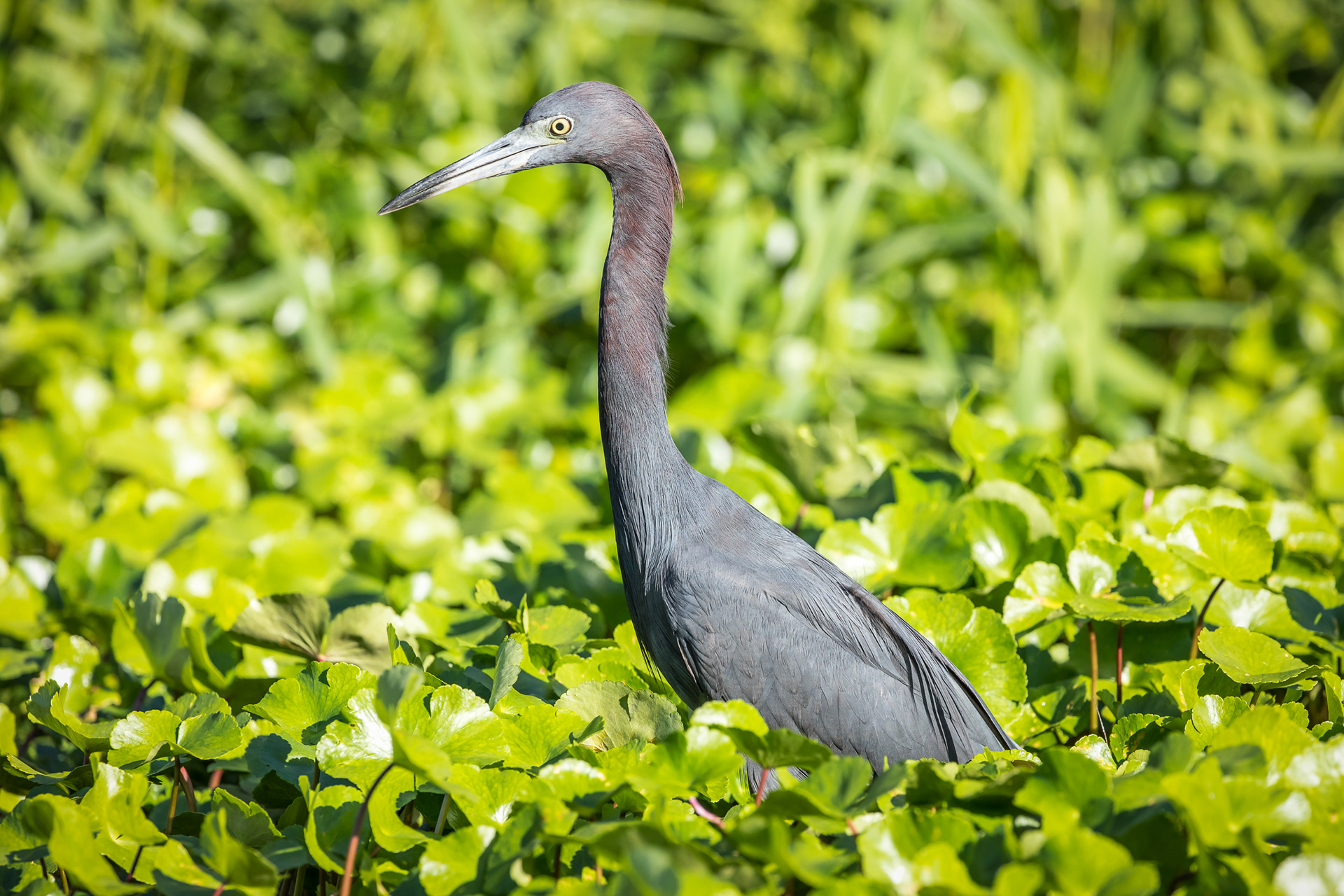 Blue Heron