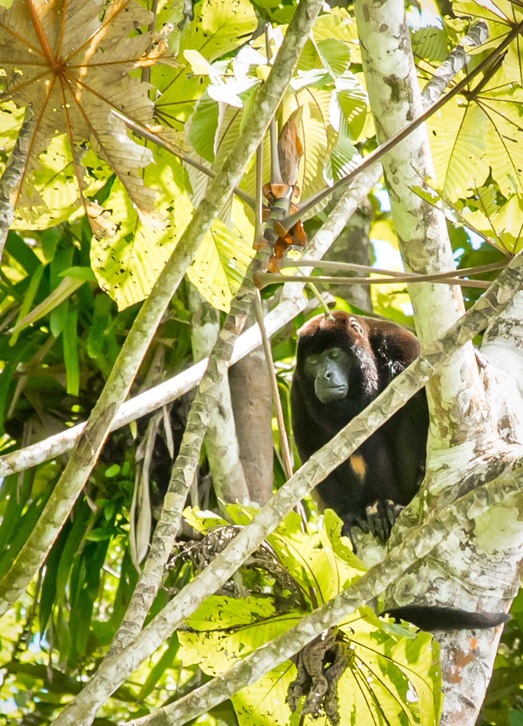 Howler Monkey