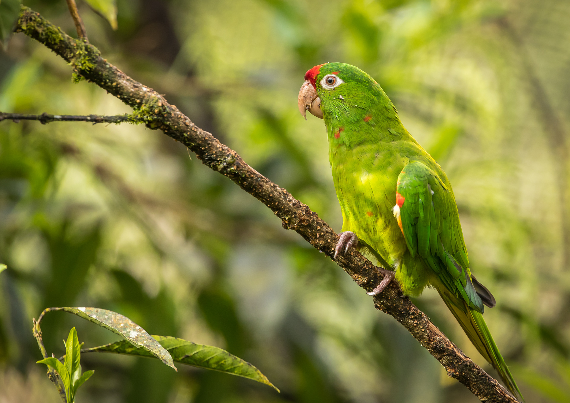 Red lored Parrot