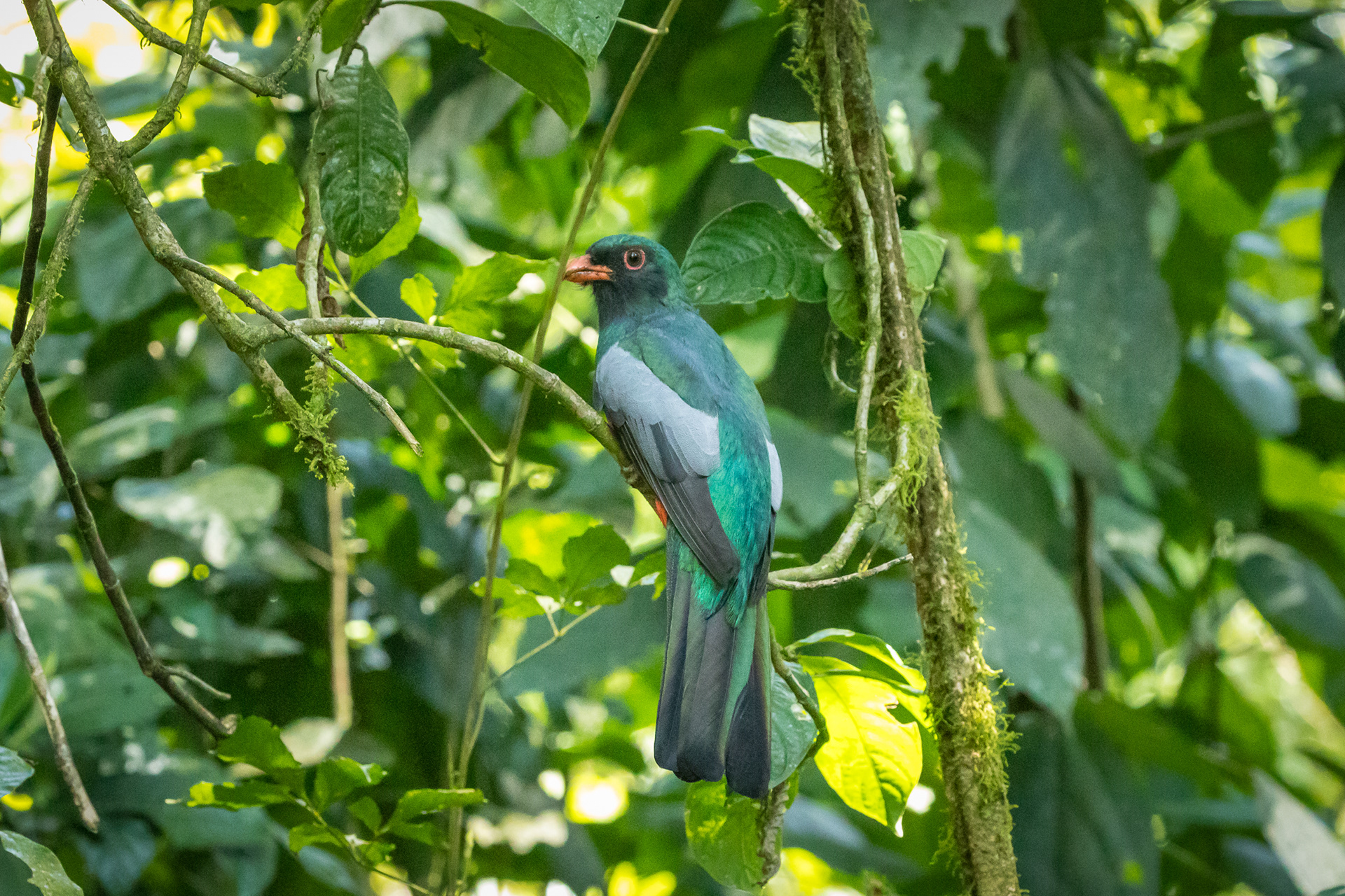 Orange-bellied Trogon