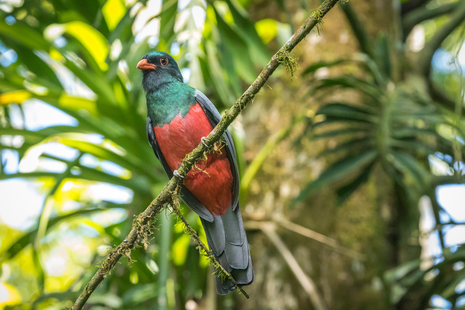 Slaty-tailed Trogon