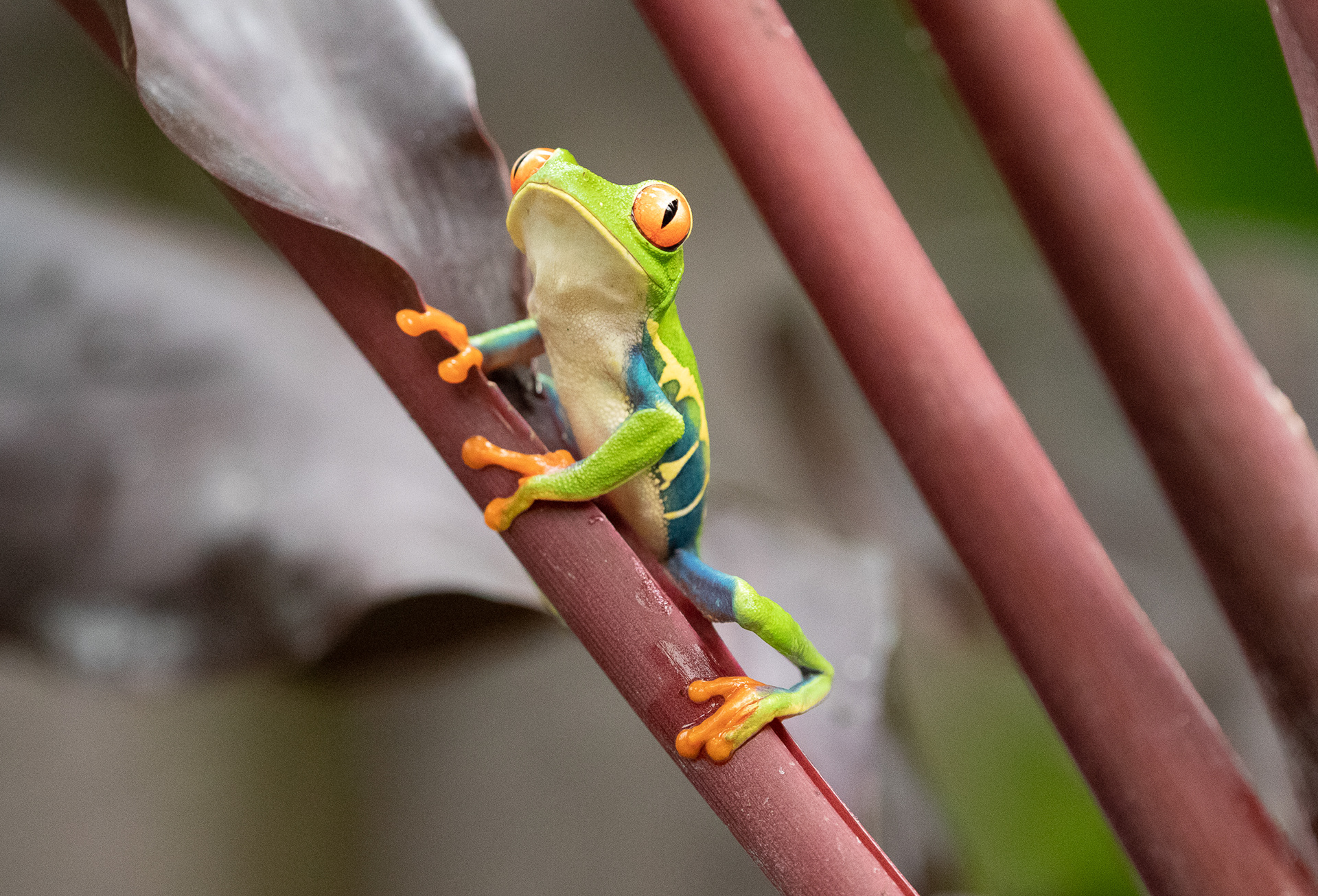 Red Eyed Green Tree Frog
