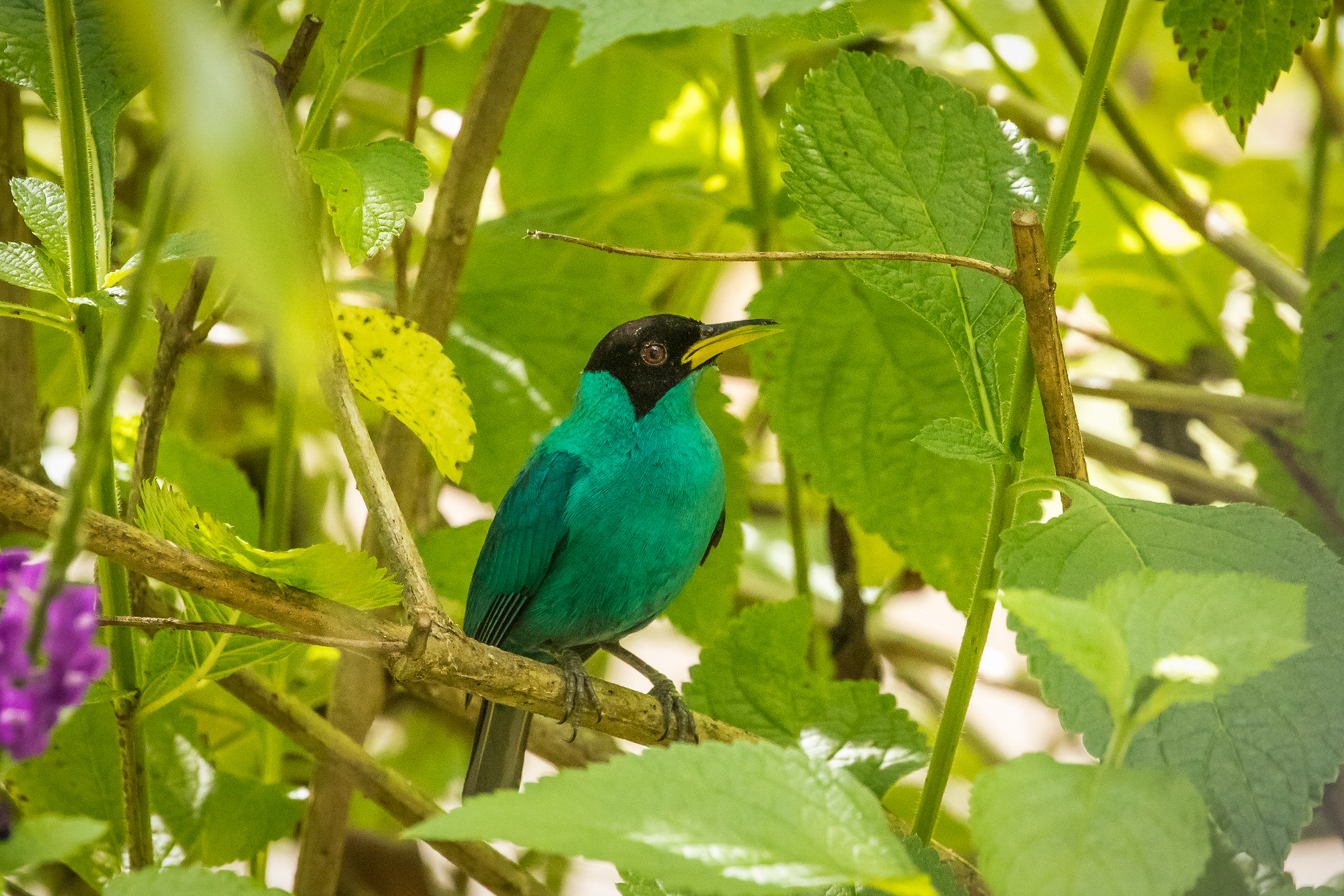 Green Honey Creeper