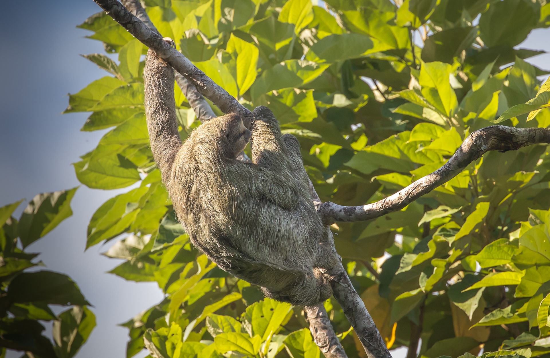 Three Toed Sloth