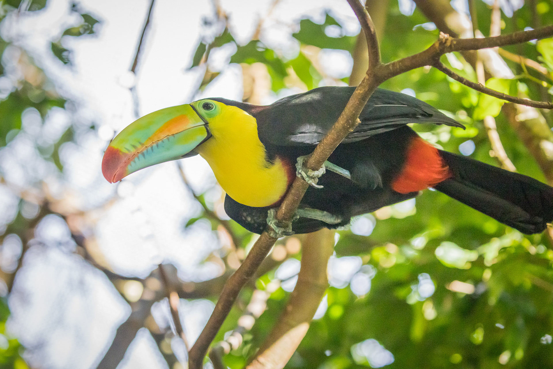 Keel-billed Toucan