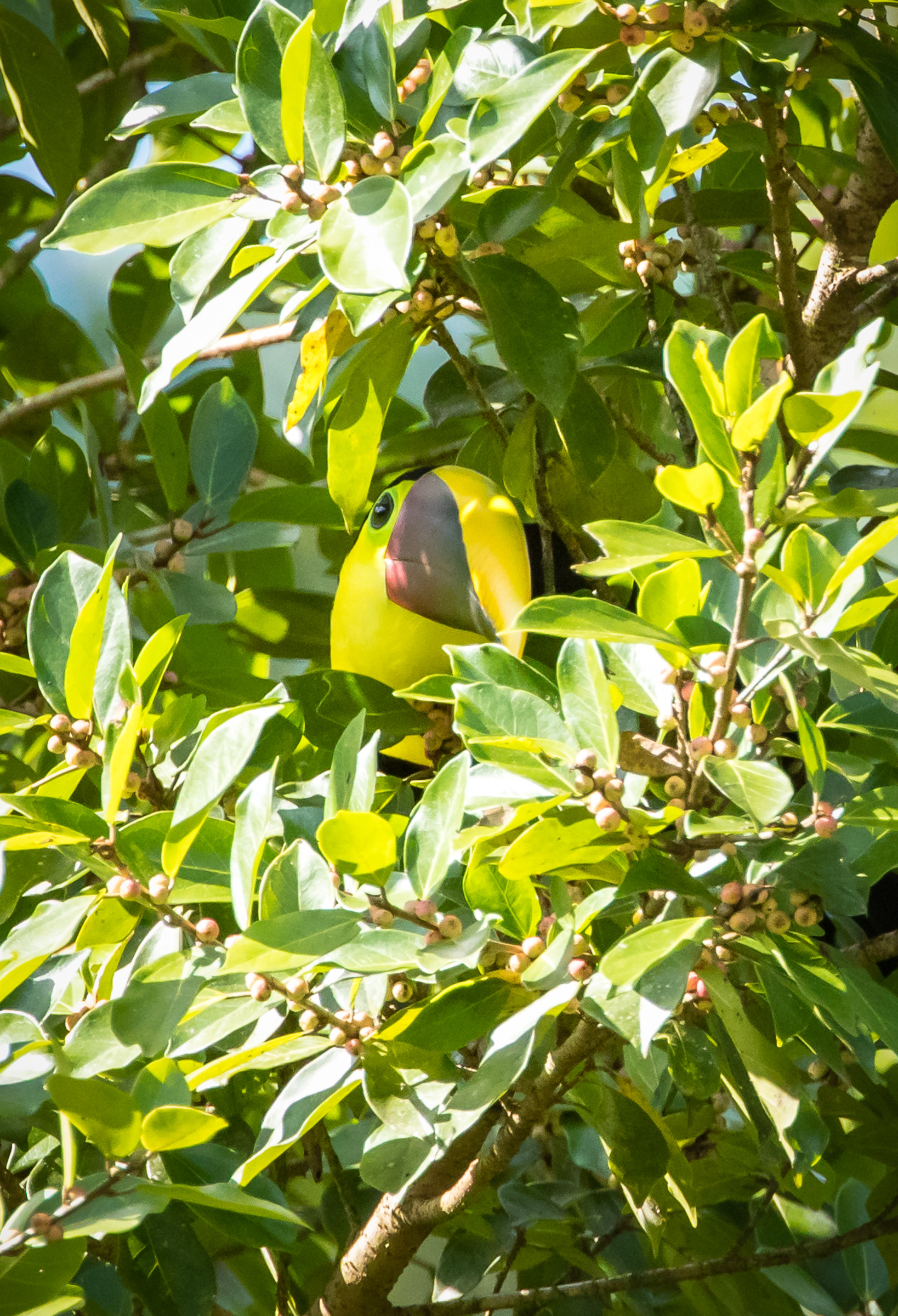 Chestnut mandibled Toucan