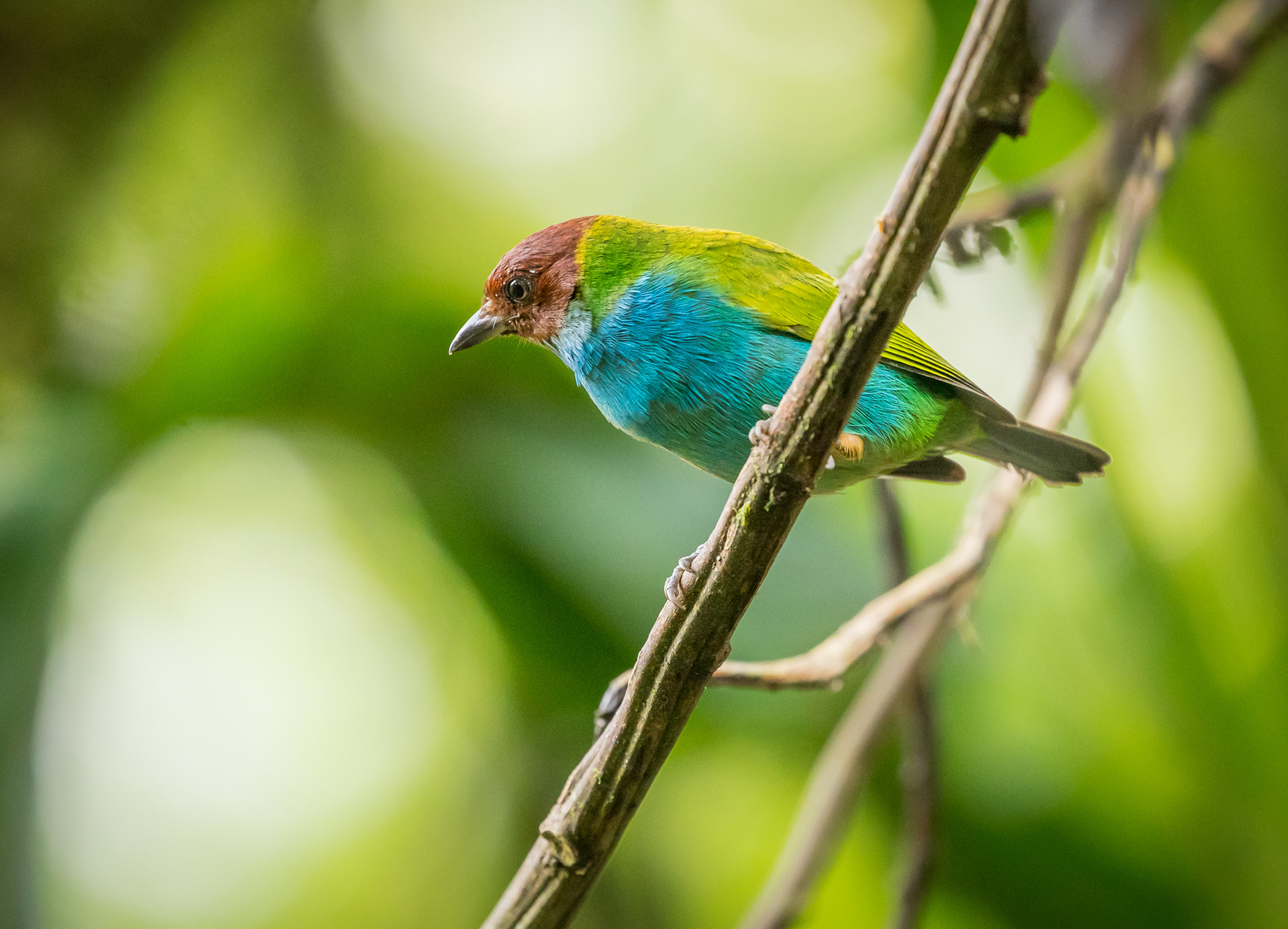 Bay-headed Tanager